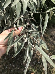 Elaeagnus angustifolia