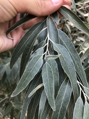 Elaeagnus angustifolia