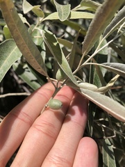 Elaeagnus angustifolia