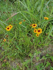 Coreopsis tinctoria