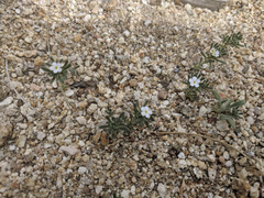 Eremocarya micrantha