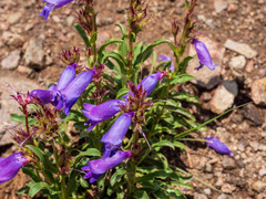 Penstemon hallii
