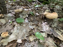 Hydnum subolympicum
