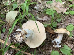 Hydnum subolympicum