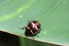 Platyphora semiambita