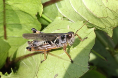 Melanoplus bruneri