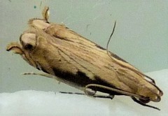 Idiophantis chiridota