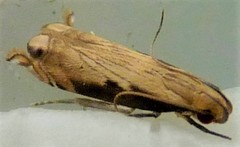 Idiophantis chiridota