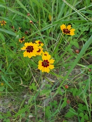 Coreopsis tinctoria
