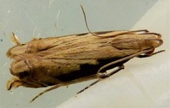 Idiophantis chiridota