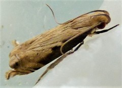 Idiophantis chiridota