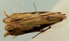 Idiophantis chiridota