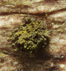 Berkleasmium conglobatum