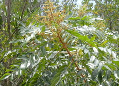 Rhus copallina image