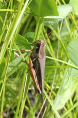 Melanoplus bruneri
