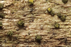 Berkleasmium conglobatum