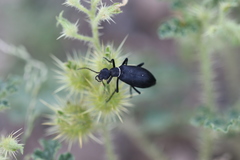 Epicauta segmenta