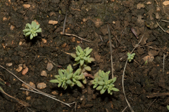 Sedum nuttallii