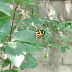 Mechanitis lysimnia nesaea