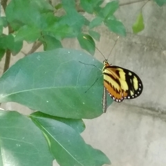 Mechanitis lysimnia nesaea