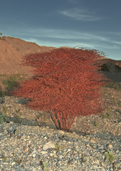 Eriogonum rixfordii