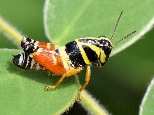 Aztec Spur-throated Grasshopper
