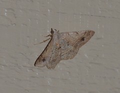 Frederickia subterminata