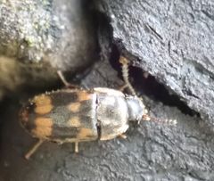 Litargus connexus
