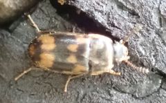 Litargus connexus