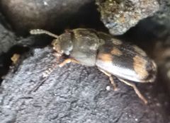 Litargus connexus