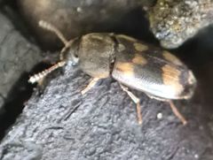 Litargus connexus
