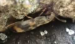Litargus connexus