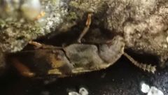 Litargus connexus