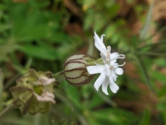 Silene parryi