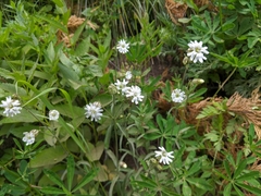 Silene parryi