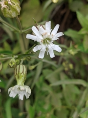 Silene parryi