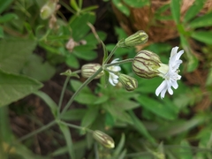 Silene parryi