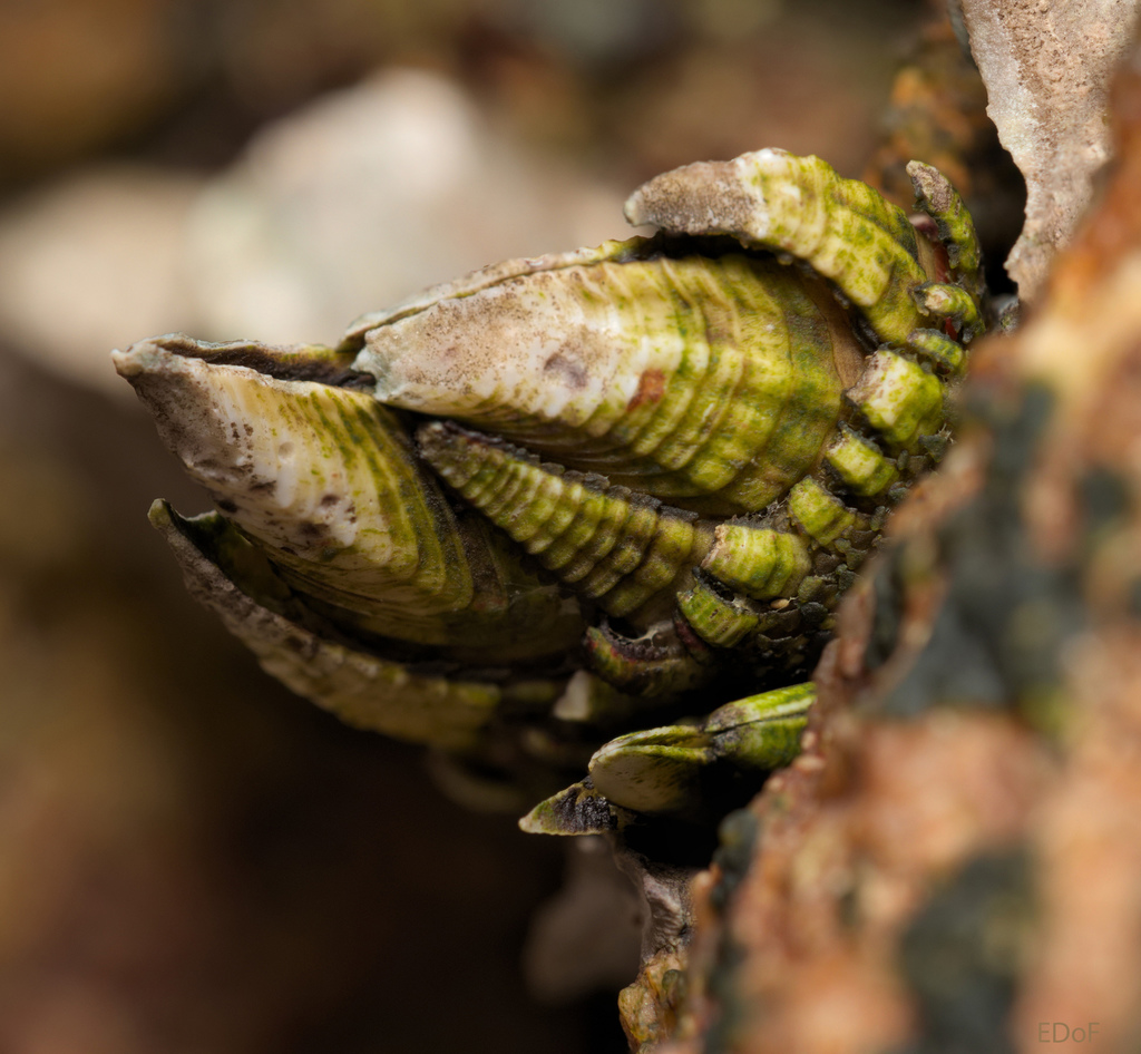 Gooseneck Barnacle
