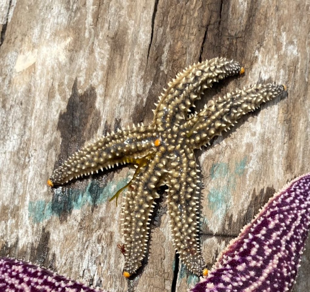 Distolasterias