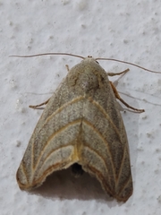 Bagisara laverna