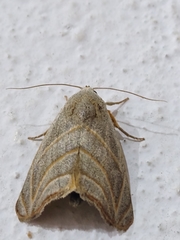 Bagisara laverna
