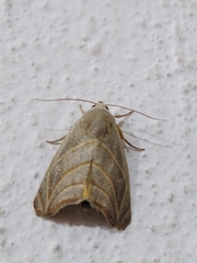 Bagisara laverna