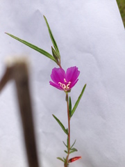 Clarkia gracilis gracilis