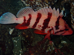 Sebastes nigrocinctus