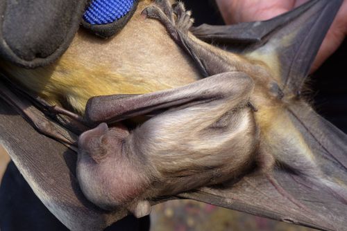 Straw-coloured Fruit Bat