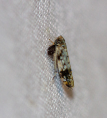 Scaphoideus obtusus