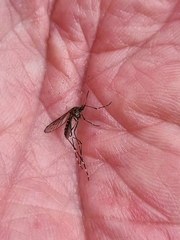 Aedes notoscriptus