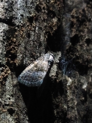 Ogdoconta