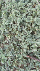 Adesmia incana