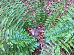 Polystichum × luerssenii